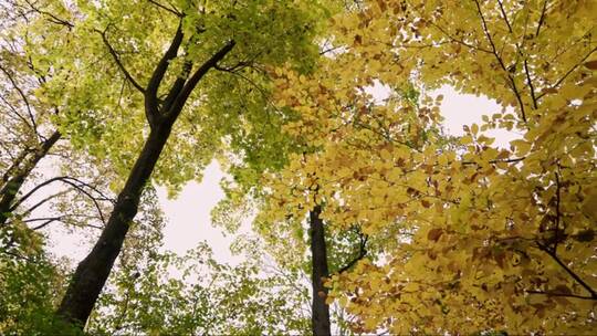 仰视秋天长着黄叶的树木