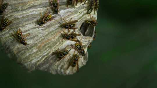 黄蜂巢，中位数，蜂群，蜂巢