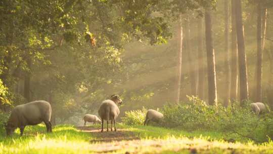 森林里阳光下吃草的羊