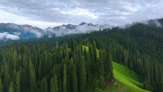 航拍新疆雪山森林风光