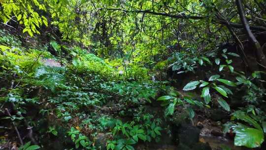 航拍阳山秤架干坑古树公园雨林风光