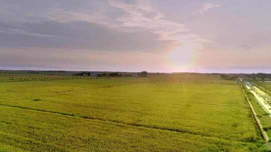 夕阳下的农田全景4k航拍