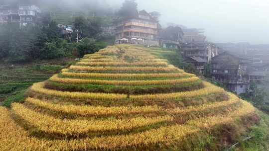 桂林龙脊梯田秋天稻田自然风光航拍