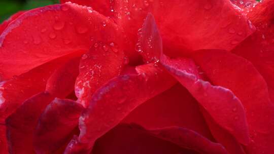 玫瑰花花瓣水珠露水特写，花瓣上的雨滴水滴