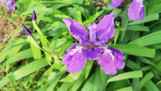 疫情城市农村街道菜园春天绿色植物