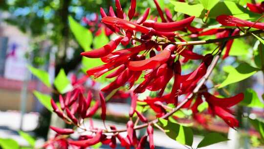 龙牙花牙花花朵花象牙红龙芽花