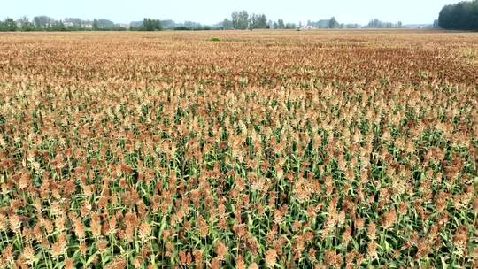 酒红高粱农业高粱粮食丰收酿酒酒白酒高粱地