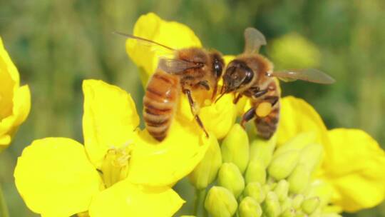 油菜花上的蜜蜂视频素材模板下载