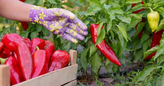 从花园里的植物中手工采摘红辣椒