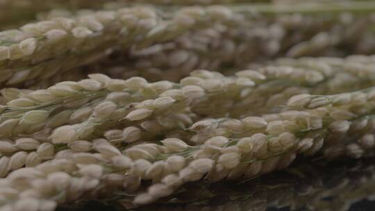 稻黍稷麦菽五谷LOG原生素材影棚拍摄视频素材模板下载