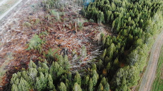 被破坏的森林生态事故树木被砍伐以防止火灾