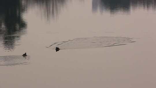阳光反射下湖面的几只小野鸭子