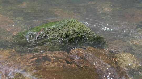 阳光下的秘境：青苔溪水的升格绮梦