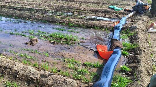 农田农民小麦灌溉浇水浇地