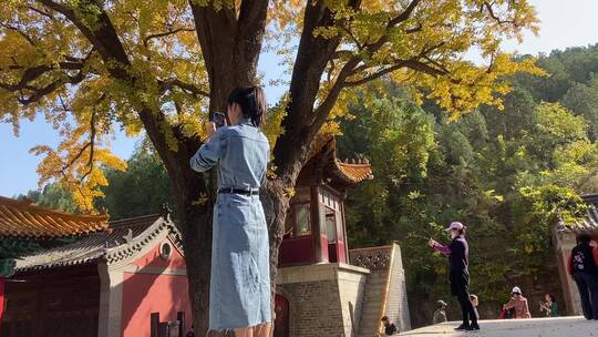 济南淌豆寺千年银杏林