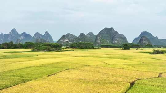 秋天阳光下桂林喀斯特山峰下的金黄色稻田