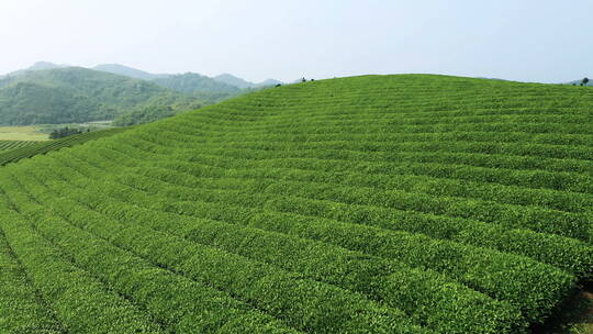 春天翠绿的茶叶种植园航拍视频