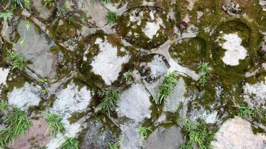 苔藓生长在石头墙上 4k视频素材模板下载