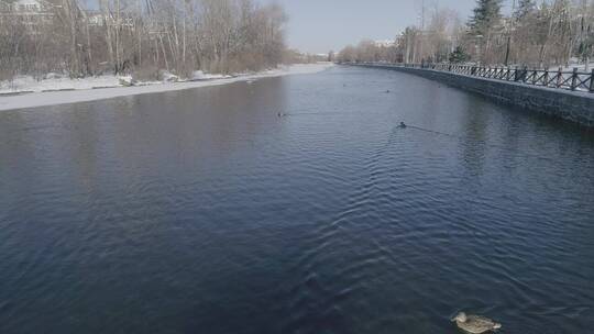 冬季长白山二道白河水中成群游泳的鸭子