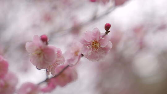 春天 冬天 梅花 杏梅