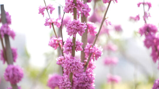 紫荆花 花束