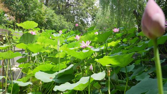 小区环境荷花池塘