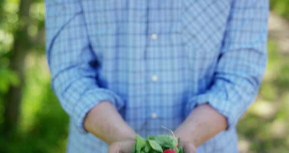 农民手里拿着一个生物制品萝卜，手上的萝卜