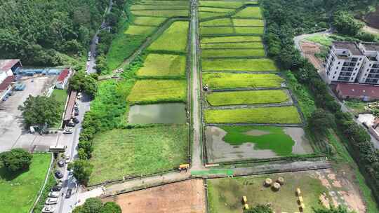 中国广东省广州市白云区太和镇白山村稻田