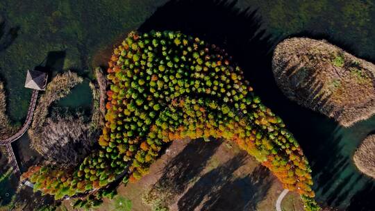 秋天的水杉航拍视频素材模板下载