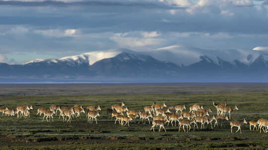 一群雌性藏羚羊