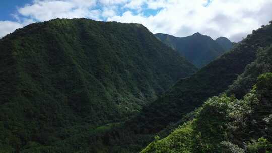 绿色丛林灌木Teahupoo塔希提岛山峰