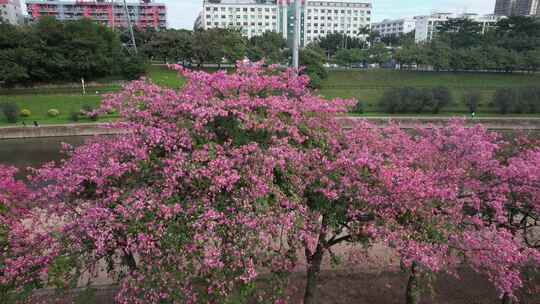 深圳龙华观澜花开异木棉生态