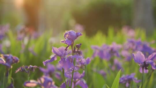 迎着阳光的紫色花丛