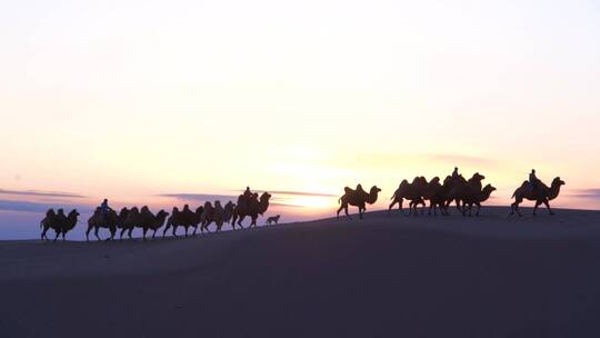 日落沙漠骆驼群