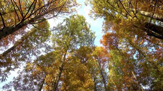 向上仰视的秋天叶子金黄色树木