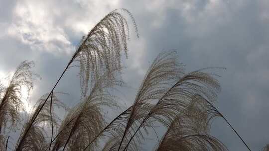 枯萎芦苇植物实拍
