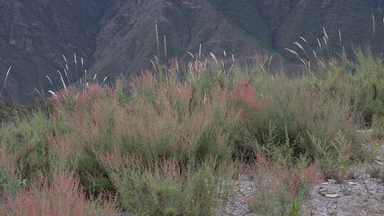 云南高山植被