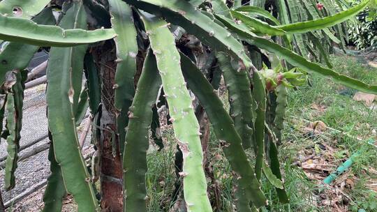 水果种植火龙果4K实拍视频