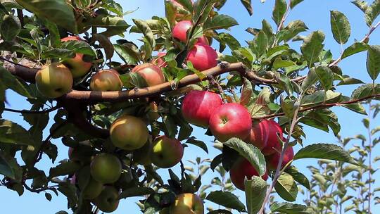 农民在果园摘苹果