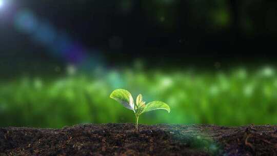 植物生长幼苗破土而出