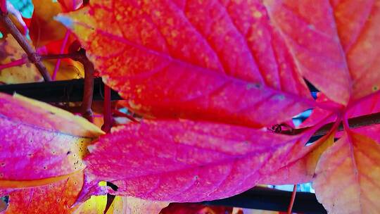 秋天来了——霜叶红于二月花视频素材模板下载