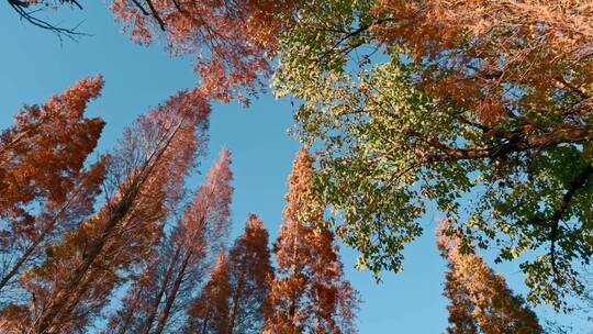 冬季金黄色的水杉树叶直冲蓝天