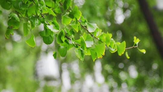 清新的雨景视频素材模板下载