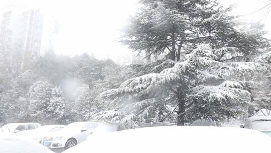 雪花落在树木上