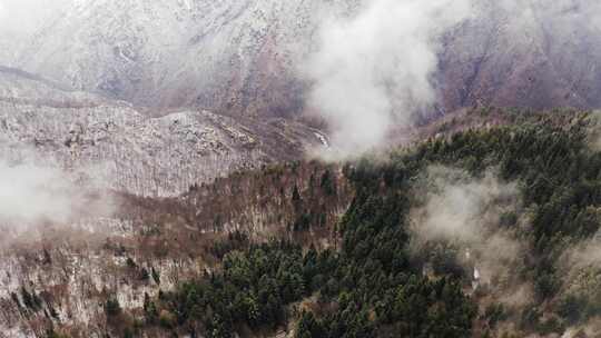 冬季山脉旁有雪的松林