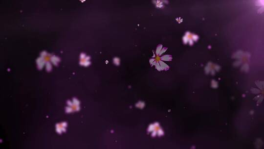 紫色格桑花花瓣飘飞LED唯美背景演绎视频
