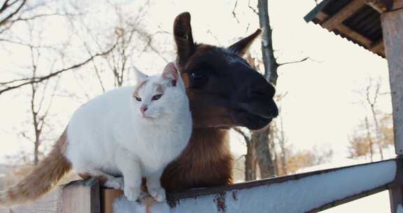 猫，骆驼，雪，栅栏