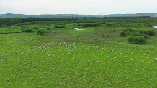 航拍绿色草甸牧场羊群