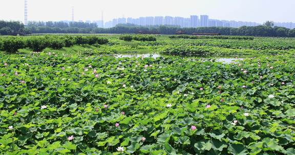 苏州荷塘月色湿地公园荷塘美景