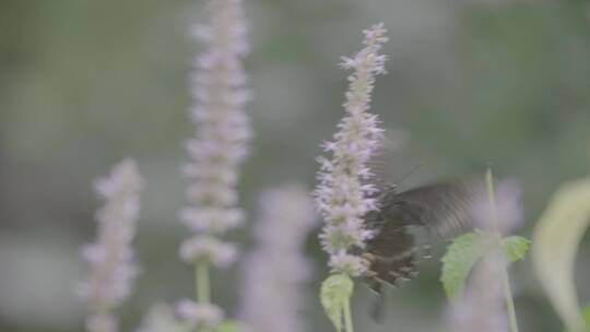 藿香花上的黑色蝴蝶LOG视频素材